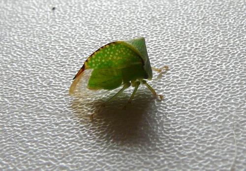 Stictocephala bisonia