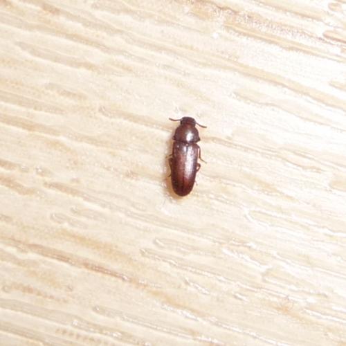 Tribolium sp.