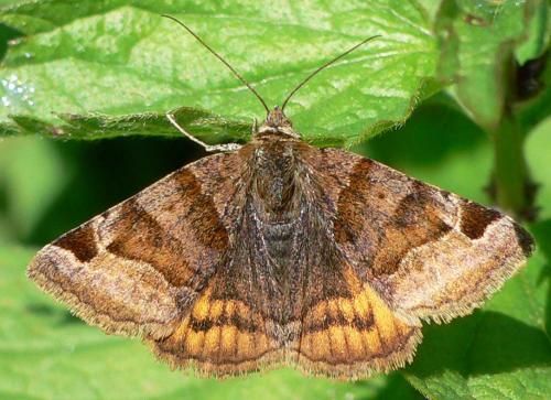 Réf. 57 429 : Euclidia glyphica