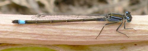 Ischnura elegans