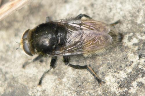 Merodon equestris