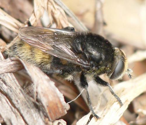 Merodon equestris