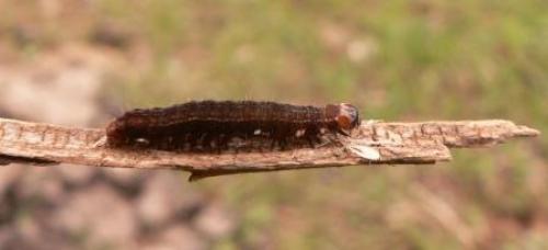 Eupsilia transversa
