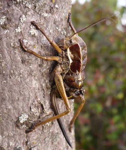 Réf. 57 052 : Pycnogaster sp.