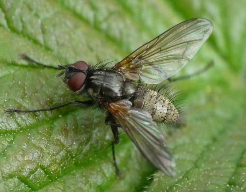 Macquartia grisea
