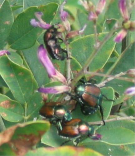 Popillia japonica