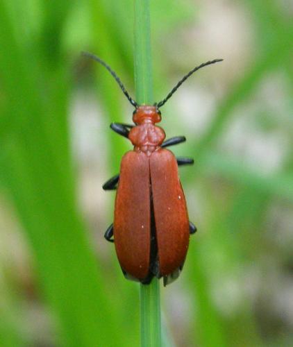 Réf. 57 355 : Pyrochroa serraticornis