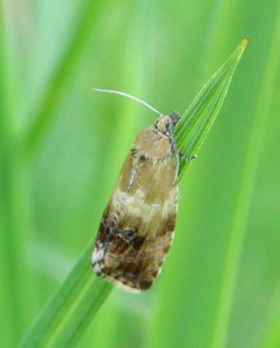 Réf. 57 356 : Phiaris helveticana
