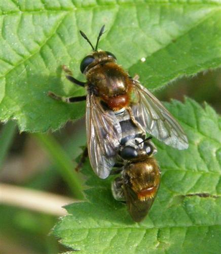 Réf. 57 357 : Microdon sp.