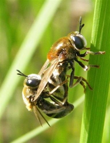 Microdon sp.