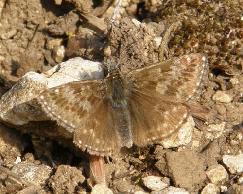 Erynnis tages
