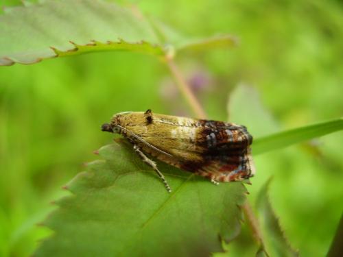 Réf. 57 577 : Phiaris helveticana