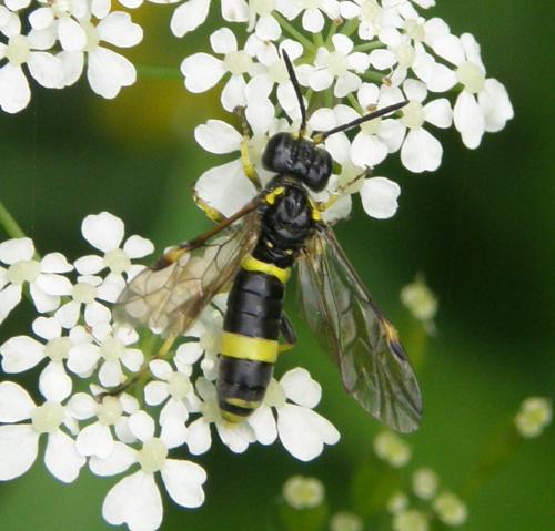 Zonuledo sp.
