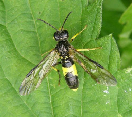 Tenthredo temula