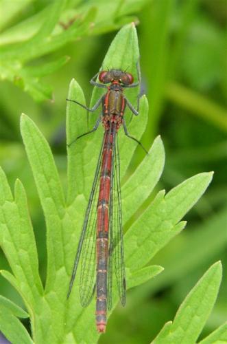Pyrrhosoma nymphula