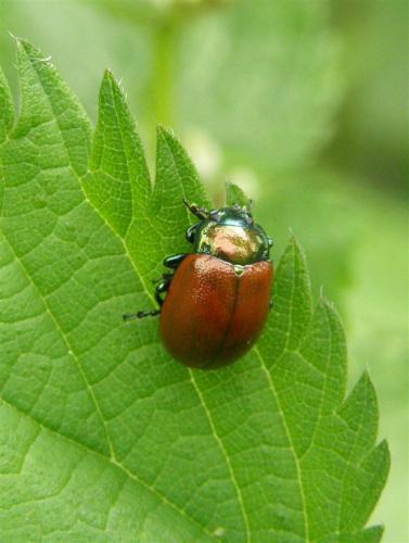 Réf. 57 727 : Chrysolina polita