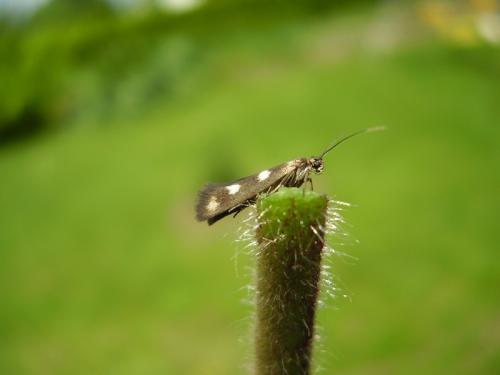 Réf. 57 972 : Scythris scopolella
