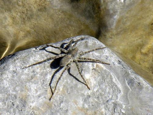 Pardosa wagleri