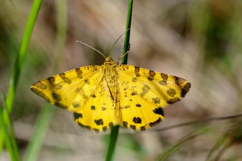 Réf. 57 382 : Pseudopanthera macularia