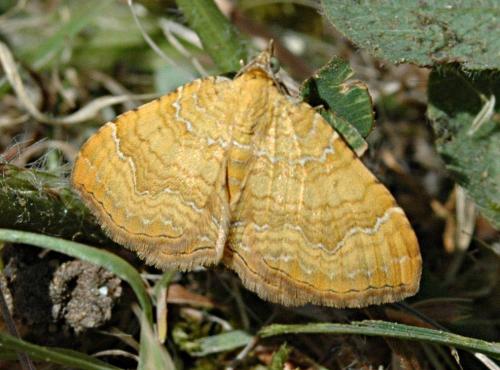 Réf. 57 642 : Camptogramma bilineata