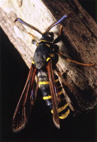 Réf. 57 261 : Paranthrene tabaniformis