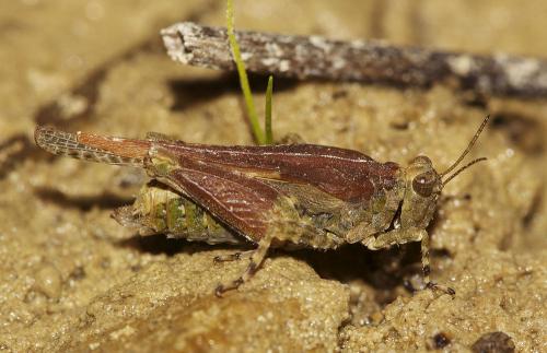 Paratettix meridionalis