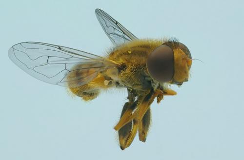 Réf. 57 072 : Parhelophilus versicolor