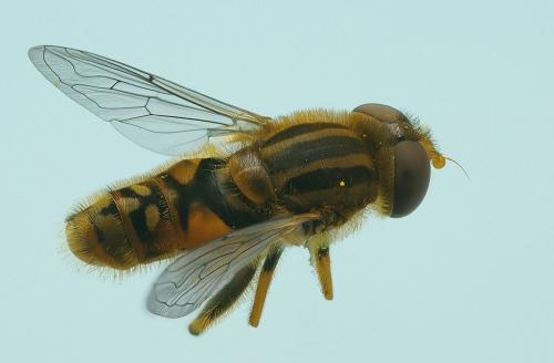 Réf. 57 073 : Parhelophilus versicolor
