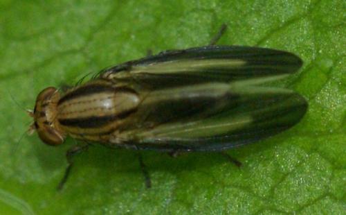 Réf. 57 019 : Peplomyza sp.