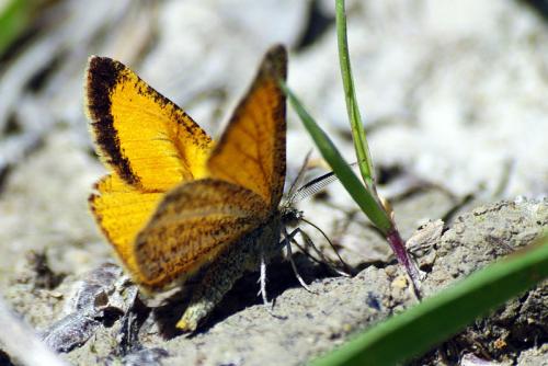 Isturgia limbaria