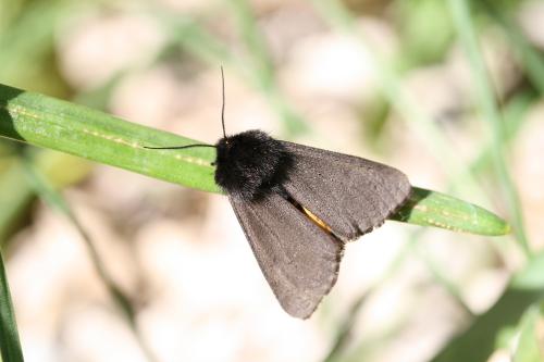 Phragmatobia luctifera