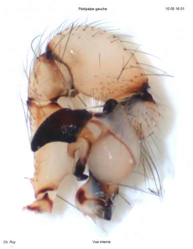 Pholcus phalangioides