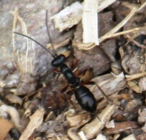 Réf. 57 801 : Cryptinae inconnu