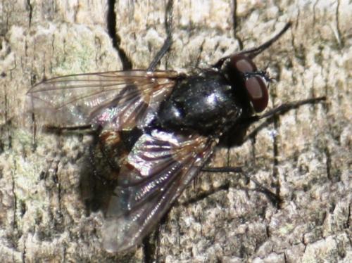 Musca autumnalis