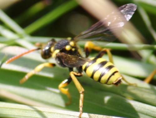 Réf. 57 318 : Nomada sp.