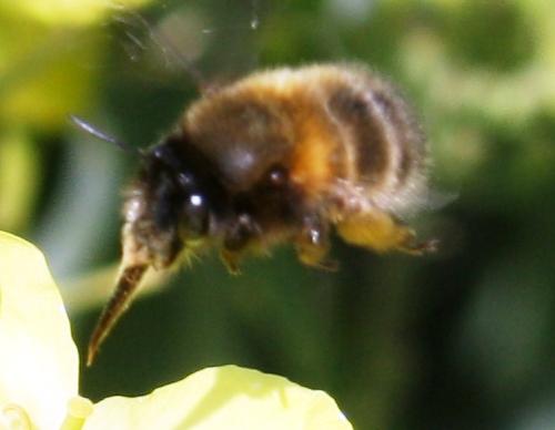 Anthophora sp.