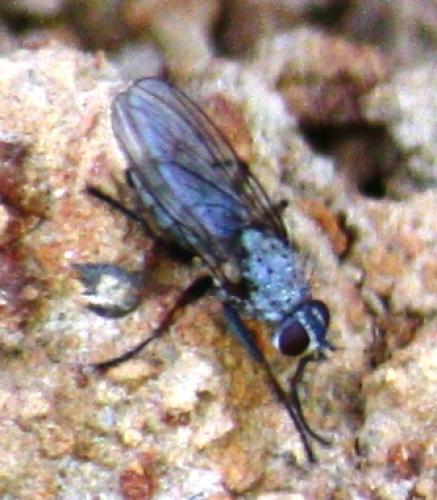 Coenosia tigrina