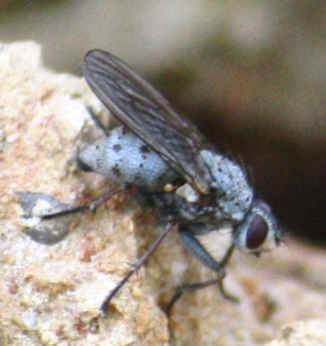 Coenosia tigrina