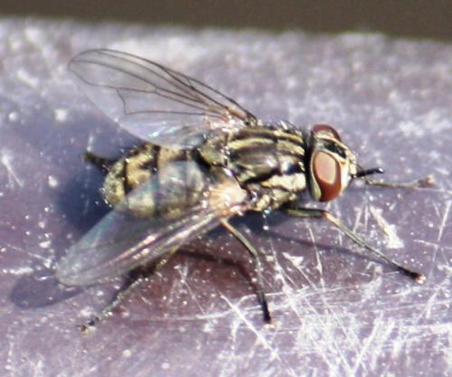 Stomoxys calcitrans