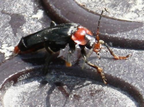 Cantharis fusca
