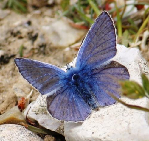 Polyommatus sp.