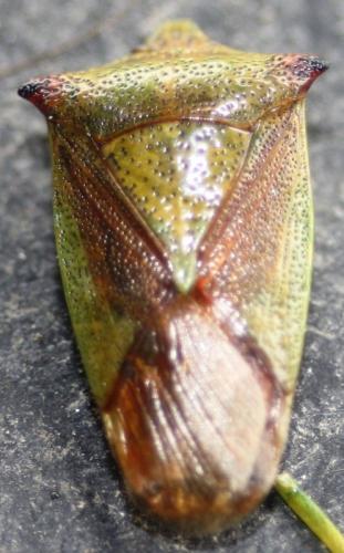 Acanthosoma haemorrhoidale haemorrhoidale
