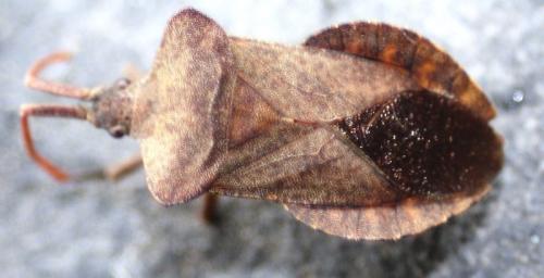 Coreus marginatus