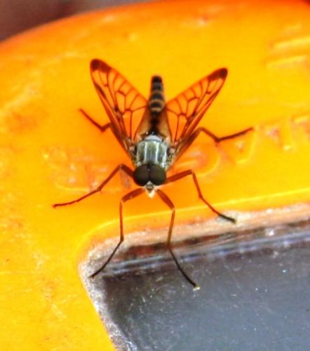Réf. 57 554 : Rhagio scolopaceus