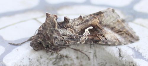 Réf. 57 804 : Autographa gamma