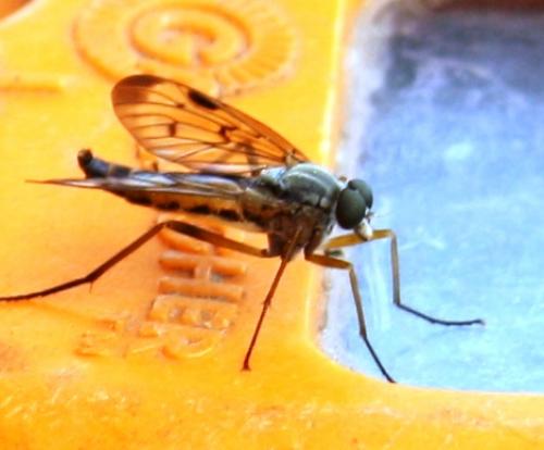 Réf. 57 572 : Rhagio scolopaceus