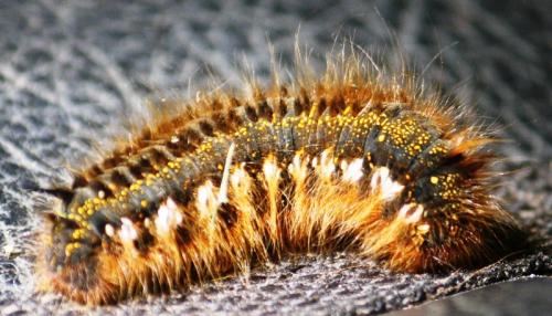 Euthrix potatoria
