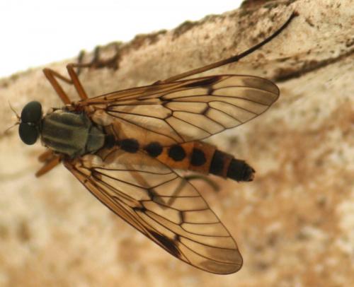 Réf. 57 706 : Rhagio scolopaceus