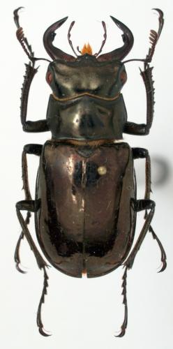 Réf. 57 310 : Lucanus lesnei