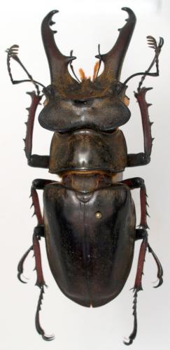 Réf. 57 399 : Lucanus hayashii